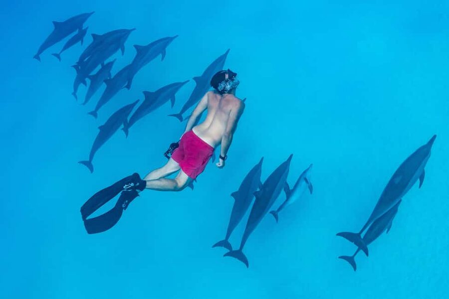 Marsa Alam:Sataya Reefs Dolphin Snorkeling Cruise with Lunch - Swimming with wild dolphins