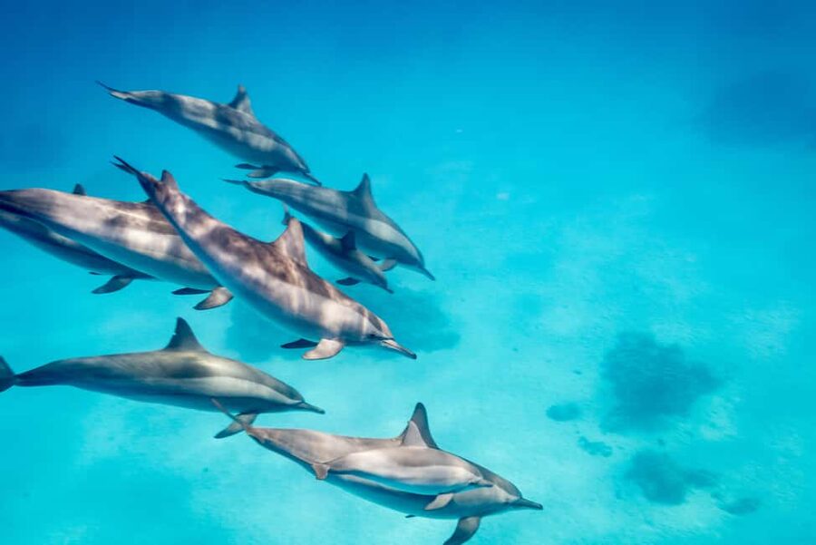 Marsa Alam:Sataya Reefs Dolphin Snorkeling Cruise with Lunch - The second snorkeling session and reef life