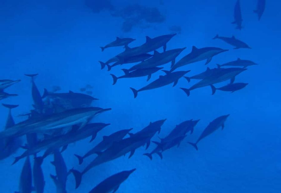 Marsa Alam:Sataya Reefs Dolphin Snorkeling Cruise with Lunch - Lunch, drinks, and time on deck