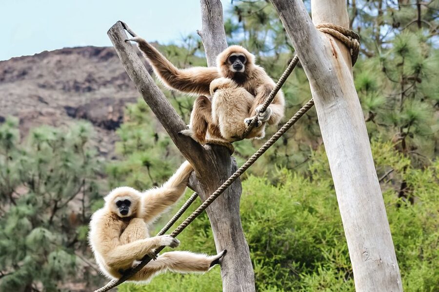 Maspalomas: Palmitos Park Ticket with Dolphin and Bird Shows - Palmitos Park at a glance