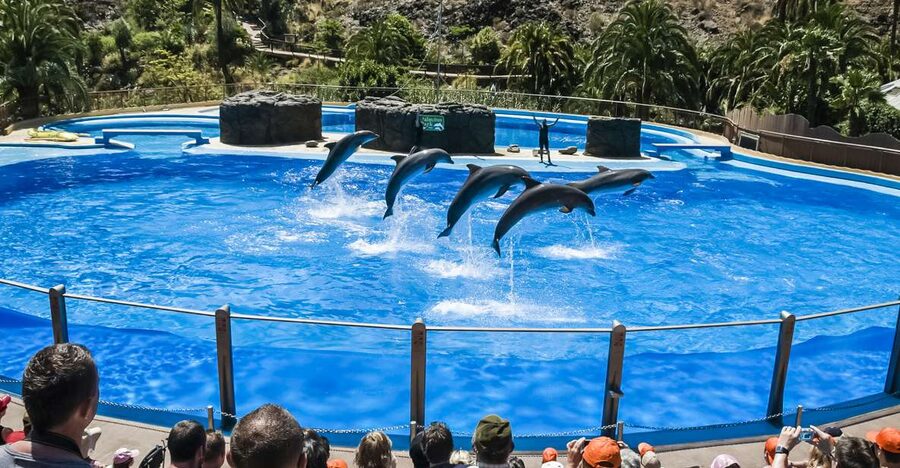 Maspalomas: Palmitos Park Ticket with Dolphin and Bird Shows - Why the dolphin show gets top billing