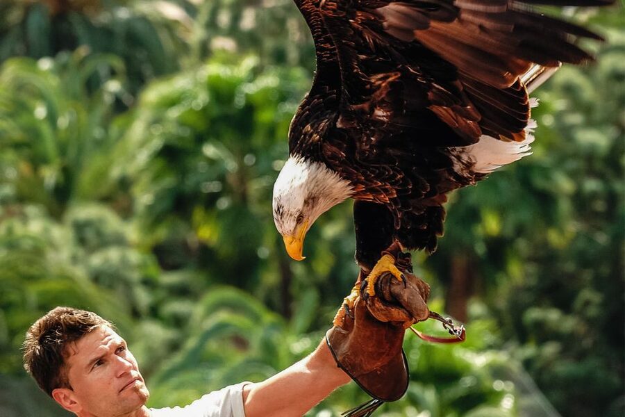 Maspalomas: Palmitos Park Ticket with Dolphin and Bird Shows - Exotic birds, parrots and close-up colour
