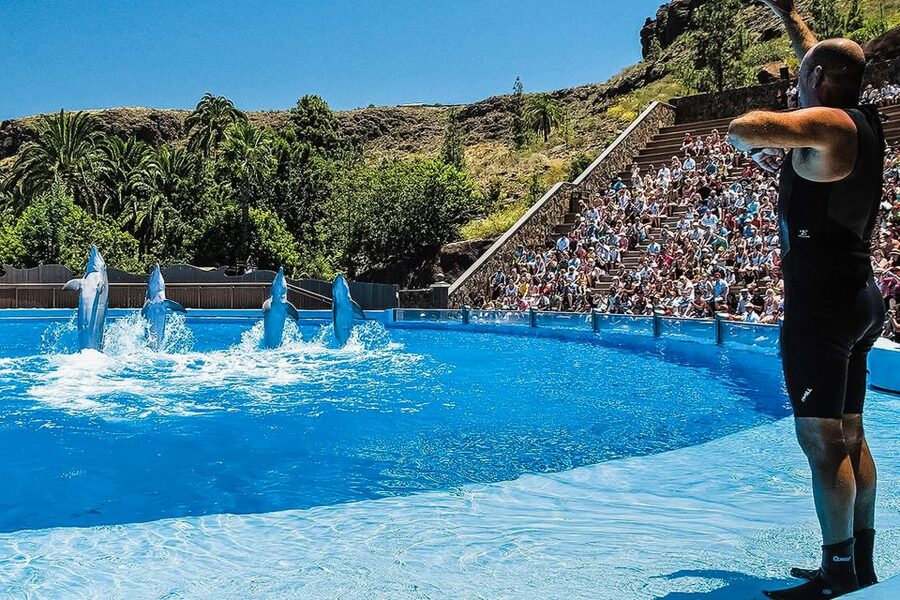 Maspalomas: Palmitos Park Ticket with Dolphin and Bird Shows - Primates, meerkats and smaller animals