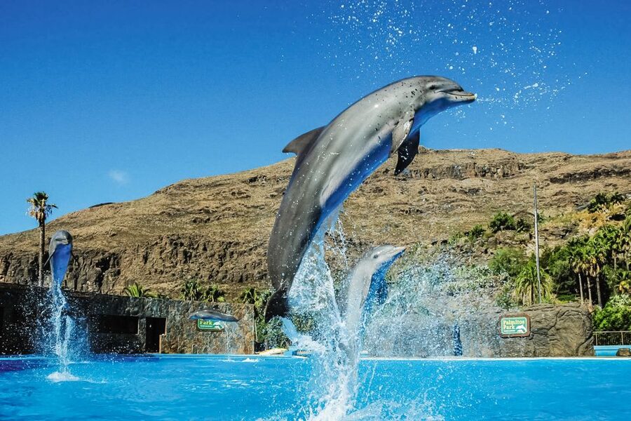Maspalomas: Palmitos Park Ticket with Dolphin and Bird Shows - Getting there from Maspalomas