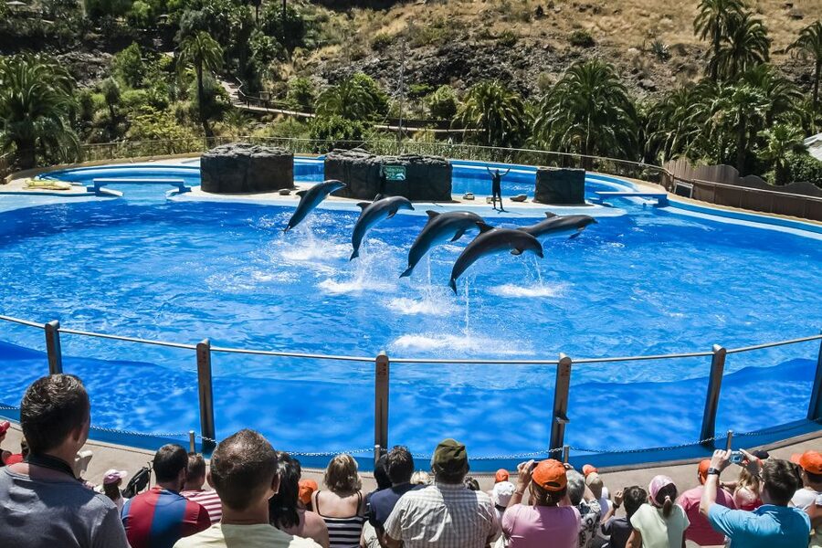 Maspalomas: Palmitos Park Ticket with Dolphin and Bird Shows - Birds of prey with the mountains as a backdrop