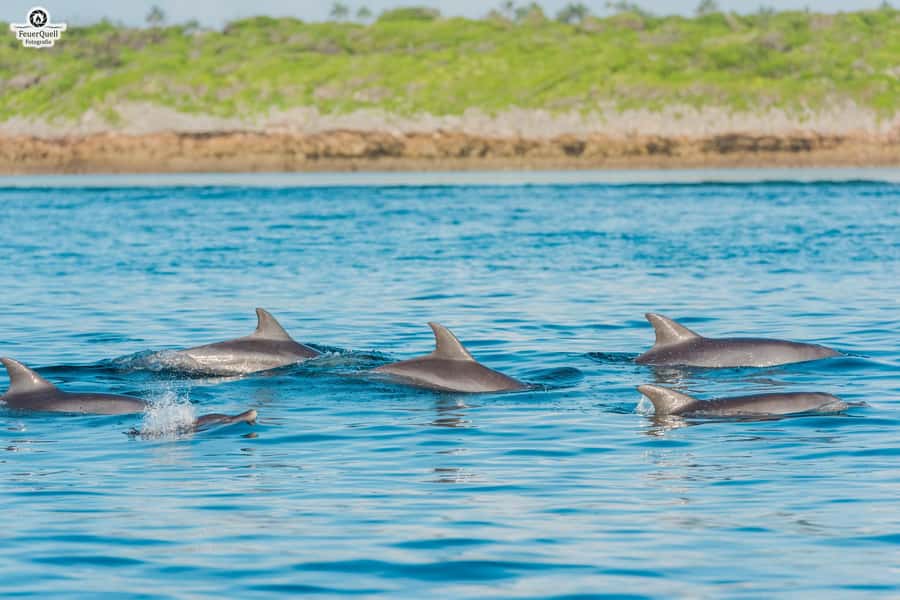 Matemwe: Mnemba Island Dolphin & Snorkeling Boat Trip - Dolphin watching without a promise