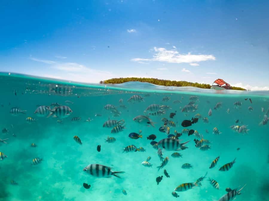 Matemwe: Mnemba Island Dolphin & Snorkeling Boat Trip - The sandbar, fruit, and time in the water