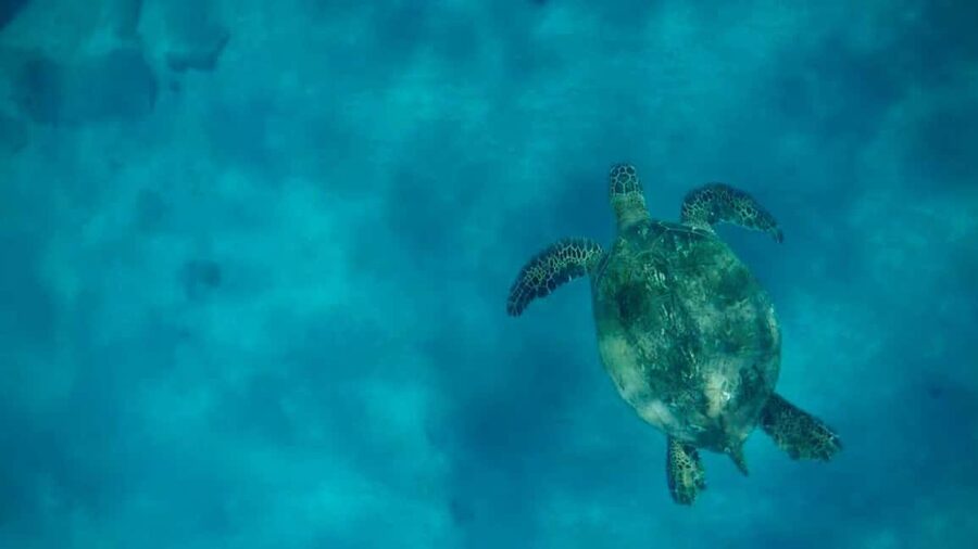 Maui and Lanai: Snorkel and Dolphin Adventure Tour - Keep watch for spinner dolphins