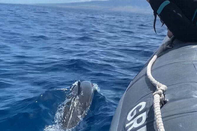 Maui Eco-Raft: 2 Hour Dolphin Watch Sightsee Tour (Semi-Private) - Key things to know before booking