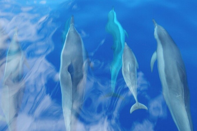 Maui Eco-Raft: 2 Hour Dolphin Watch Sightsee Tour (Semi-Private) - Staying dry, or at least mostly dry