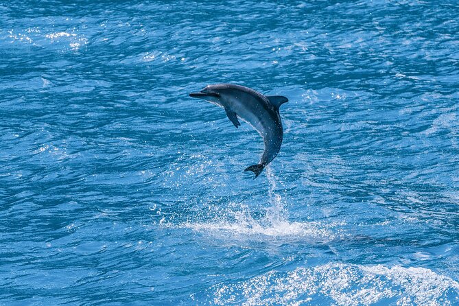 Maui Eco-Raft: 2 Hour Dolphin Watch Sightsee Tour (Semi-Private) - Is the $96.52 price a fair deal?