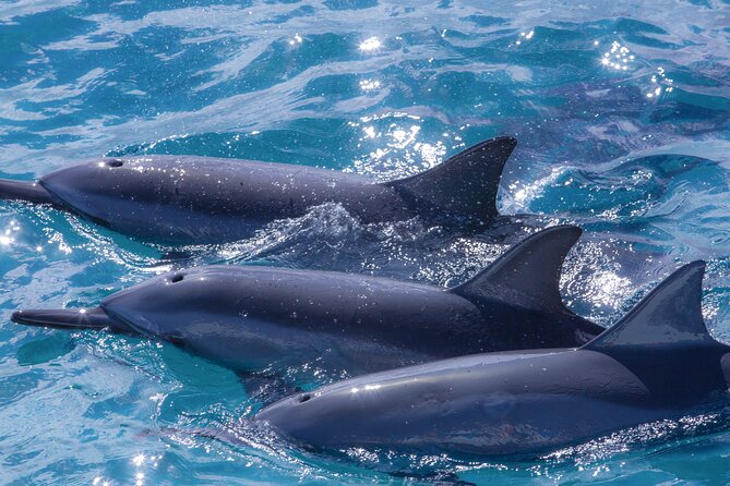 Maui Eco-Raft: 2 Hour Dolphin Watch Sightsee Tour (Semi-Private) - Who should book this Lahaina dolphin tour?