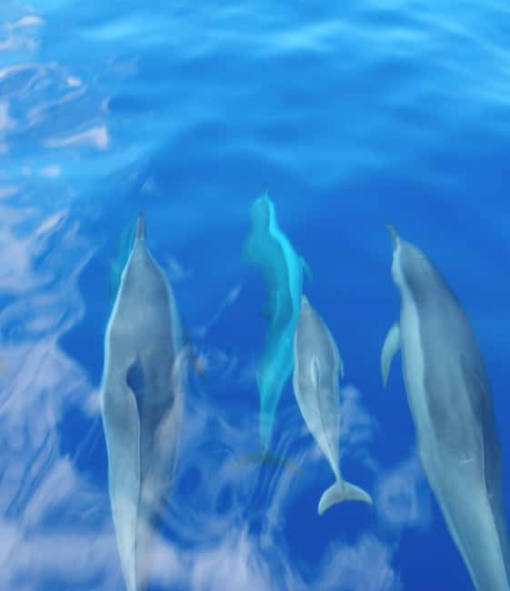 Maui: Eco-Raft Dolphin Watch Tour with Snacks - Who will enjoy this most