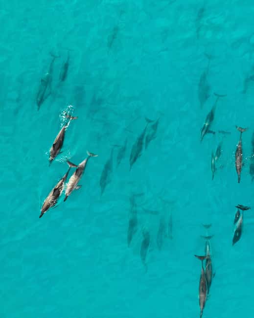 Maui: Eco-Raft Dolphin Watch Tour with Snacks - Why the small eco-raft changes the experience