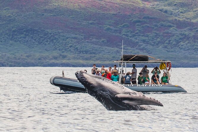 Maui Eco-Raft Tour: Eye-Level Whale or Dolphin Watching - Lahaina - December through April: Maui’s humpback season