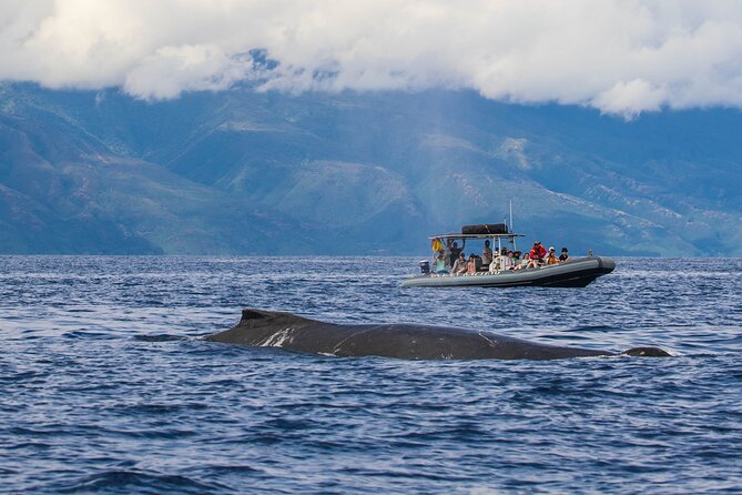 Maui Eco-Raft Tour: Eye-Level Whale or Dolphin Watching - Lahaina - What the 2.5-hour itinerary feels like