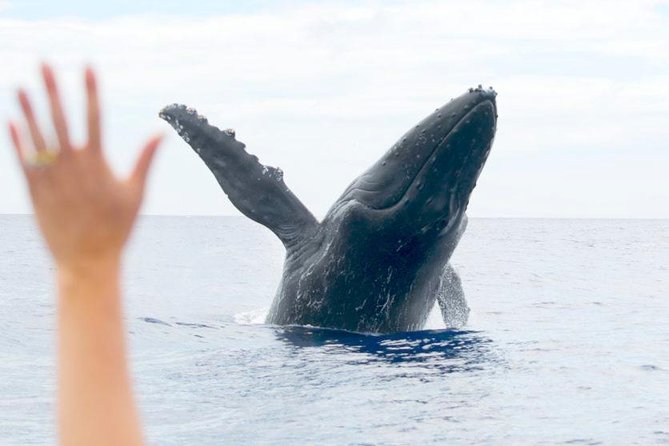 Maui Eco-Raft Tour: Eye-Level Whale or Dolphin Watching - Lahaina - The wet-raft reality: clothing and comfort