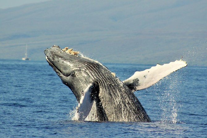 Maui Eco-Raft Tour: Eye-Level Whale or Dolphin Watching - Lahaina - What the guides add to the outing