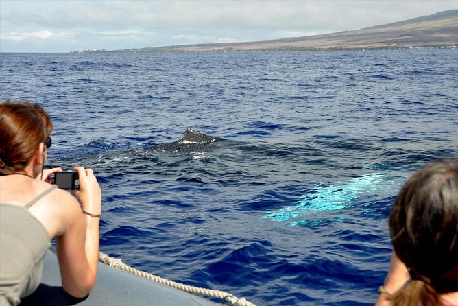 Maui Eco-Raft Tour: Eye-Level Whale or Dolphin Watching - Lahaina - Price, group size, and overall value