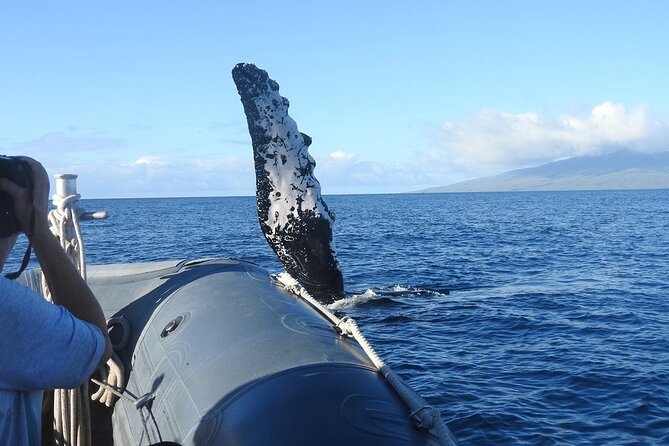 Maui Eco-Raft Tour: Eye-Level Whale or Dolphin Watching - Lahaina - Who should choose this Lahaina raft tour