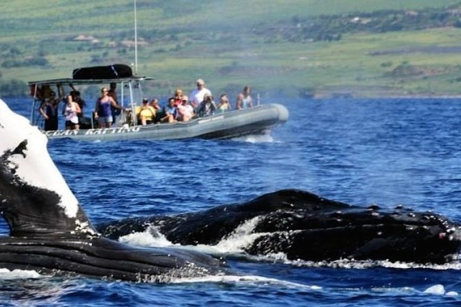 Maui Eco-Raft Tour: Eye-Level Whale or Dolphin Watching - Lahaina - Summer dolphins and coastal sightseeing