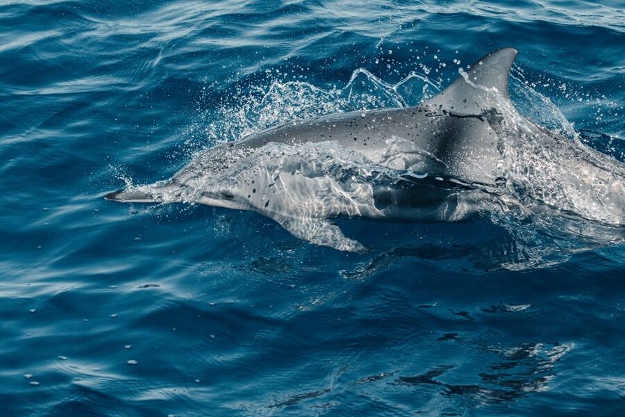 Maui: Kaanapali Dolphin Watching Boat Trip with Lunch - Searching for Dolphins Along Maui’s West Coast