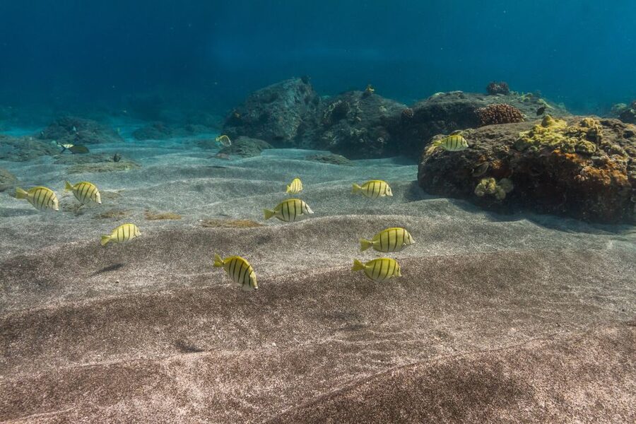Maui: Lanai Snorkel & Dolphin Watch with Lunch - Key points to know before booking