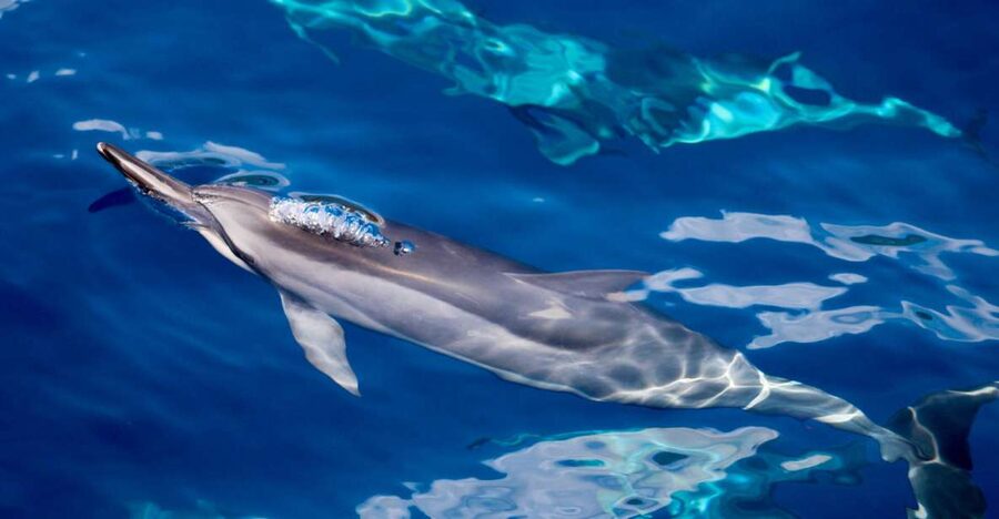 Maui: Lanai Snorkel & Dolphin Watch with Lunch - A Lanai crossing with dolphins on the lookout