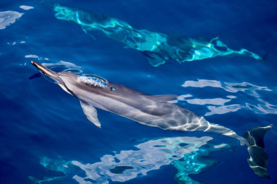 Maui: Lanai Snorkel & Dolphin Watch with Lunch - The snorkeling stop off Lanai