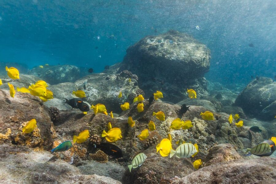 Maui: Lanai Snorkel & Dolphin Watch with Lunch - Breakfast makes the first hour easier