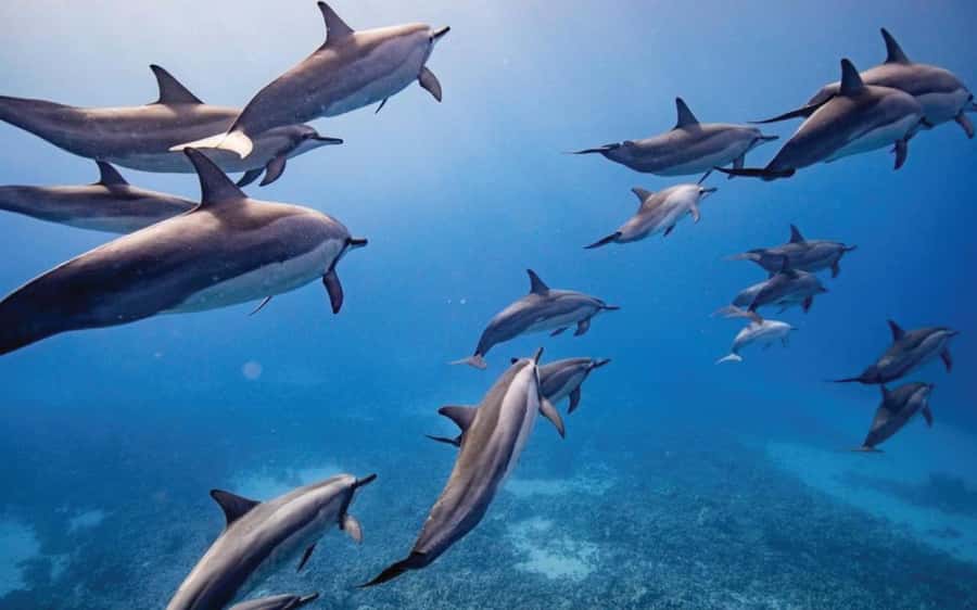Maui: Semi-Private Eco-Raft Lanai Snorkel & Dolphin Tour - Key points to know before booking