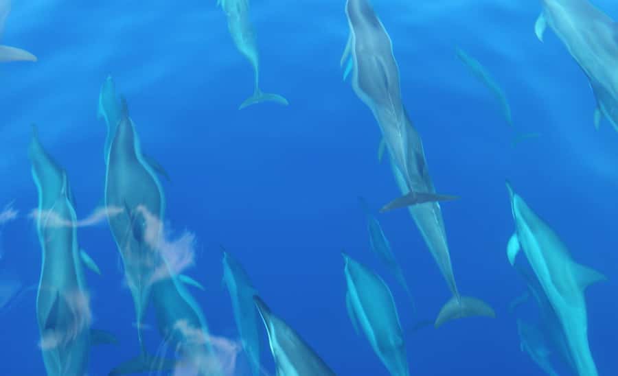 Maui: Semi-Private Eco-Raft Lanai Snorkel & Dolphin Tour - Dolphin watching, with nature in charge