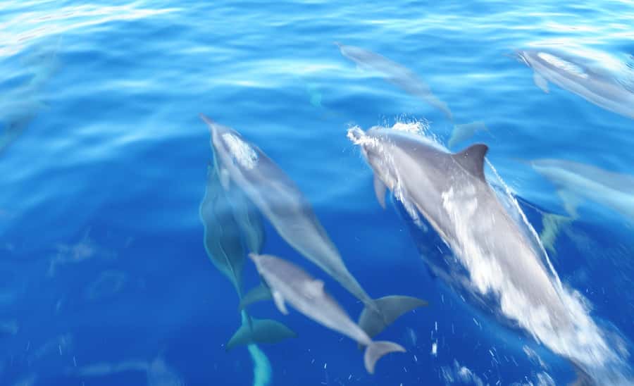 Maui: Semi-Private Eco-Raft Lanai Snorkel & Dolphin Tour - Who should book this Lanai outing