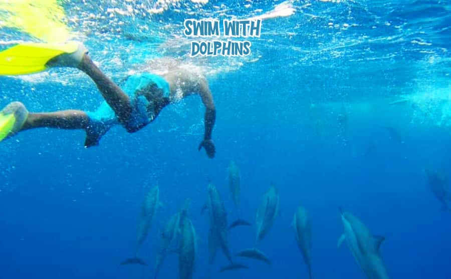 Mauritius: Benitier Island - Swim Dolphins - Speedboat & BBQ - Key points to know before booking
