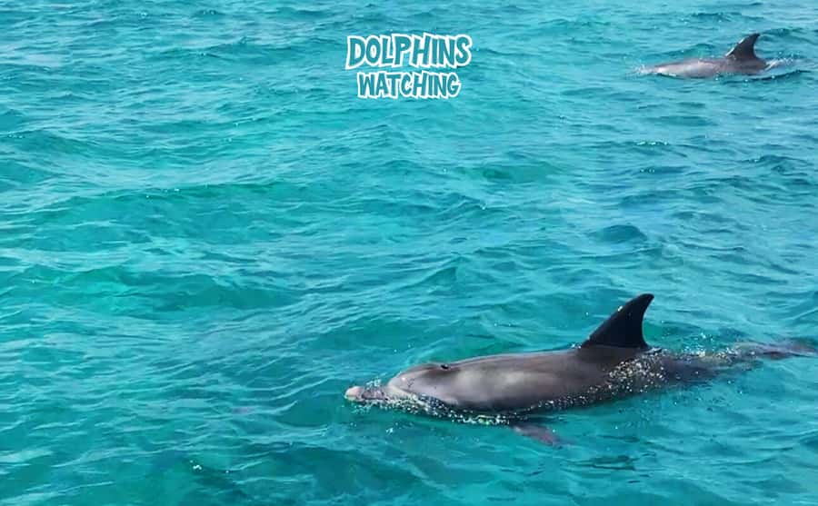Mauritius: Benitier Island - Swim Dolphins - Speedboat & BBQ - Why the early morning start matters