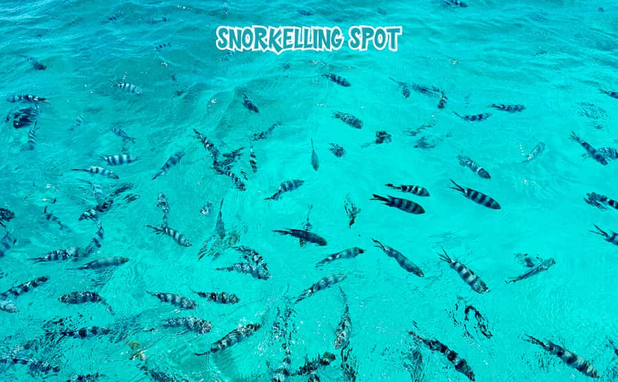 Mauritius: Benitier Island - Swim Dolphins - Speedboat & BBQ - Who will get the most from this day