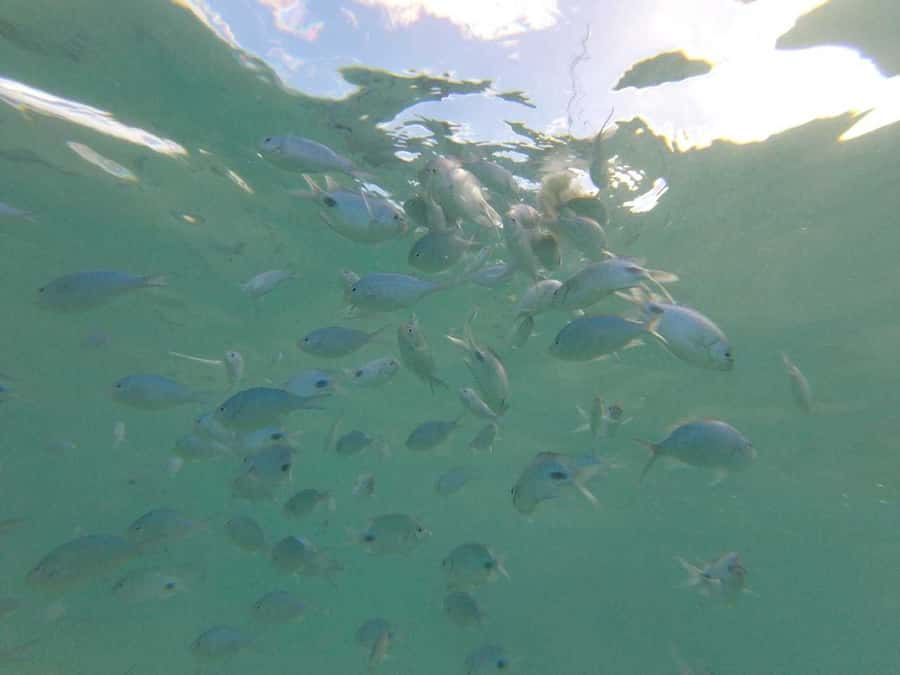 Mauritius: Dolphin Encounter, Trou aux Cerf and Grand Bassin - Grand Bassin and Mauritius’ Hindu traditions
