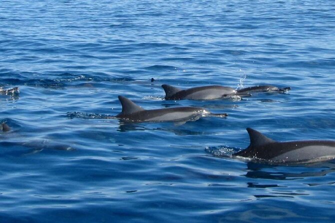 Mauritius : Dolphins Swim and Ile Aux Bénitiers with BBQ - Group size, timing, and the real pace of the day