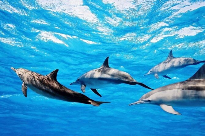 Mauritius : Dolphins Swim and Ile Aux Bénitiers with BBQ - Who will enjoy this outing most