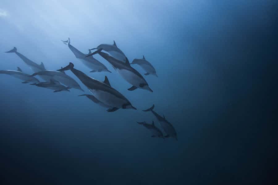 Mauritius: Dolphins watch half-day - Boarding the speedboat near Tamarin Bay