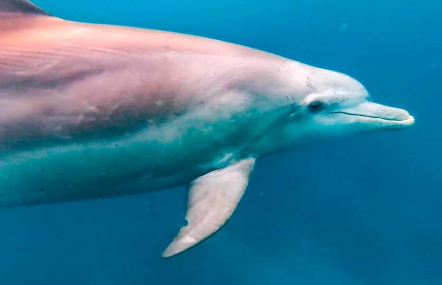 Mauritius Le Morne: Eco-Friendly Dolphin Watching Tour - Key points at a glance