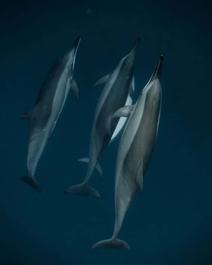 Mauritius Le Morne: Eco-Friendly Dolphin Watching Tour - Meeting dolphins in open water
