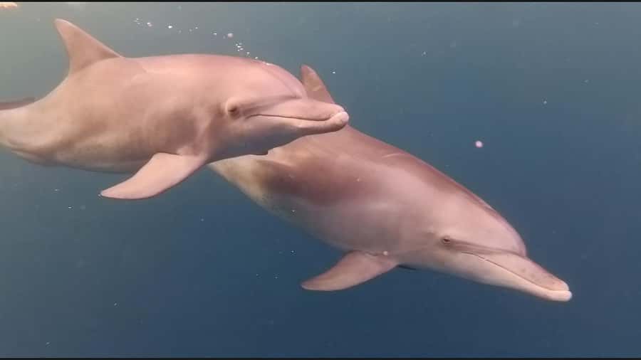 Mauritius Le Morne: Eco-Friendly Dolphin Watching Tour - The people who will enjoy this most
