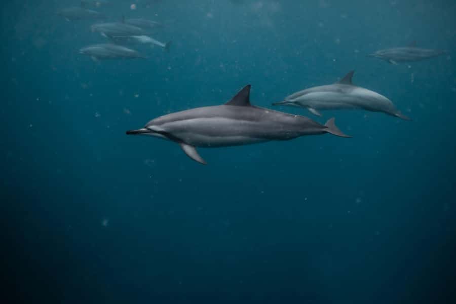 Mauritius Le Morne: Eco-Friendly Dolphin Watching Tour - Should you book the Le Morne dolphin tour?