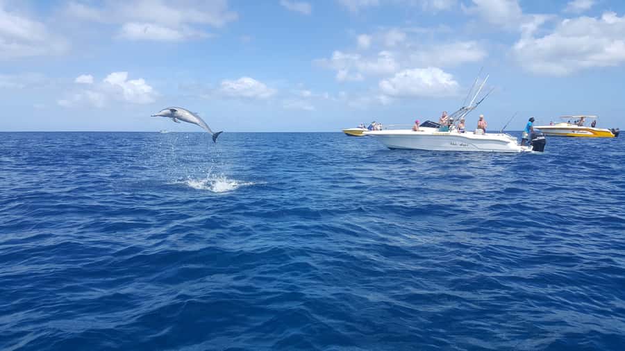 Mauritius: Ocean Swim with Dolphins - An early start beside Martello Tower Museum