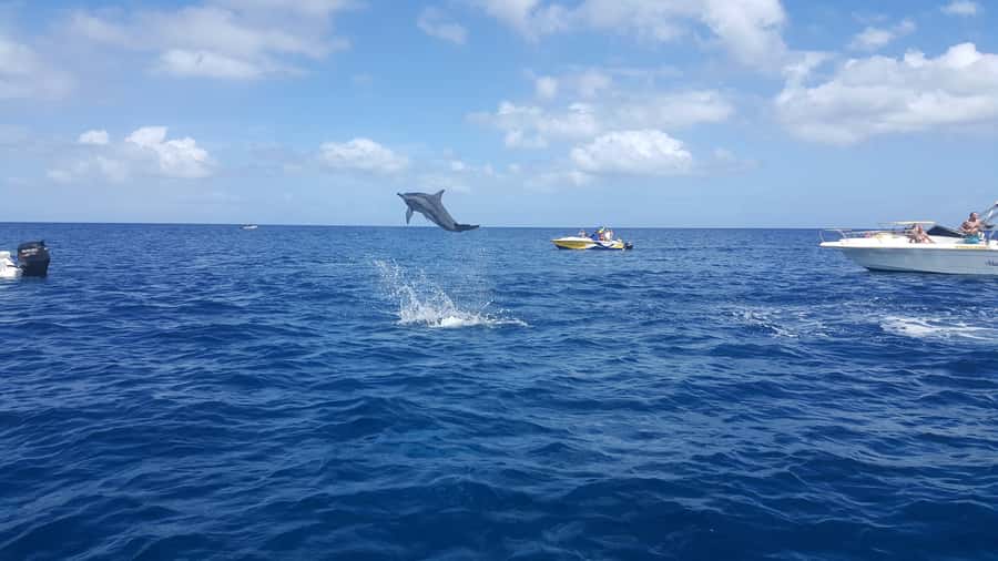 Mauritius: Ocean Swim with Dolphins - The dolphin encounter in Black River