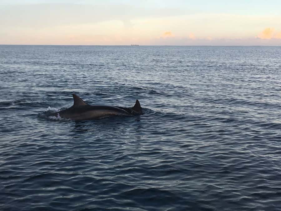 Mauritius: Private South Side and Dolphin Adventure Tour - Why the dolphin encounter sets the tone