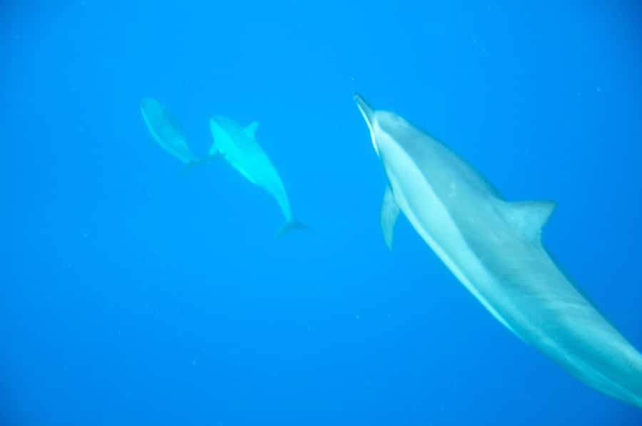 Mauritius: Private Swim with Dolphins - Meeting the dolphins off Grande Rivière Noire