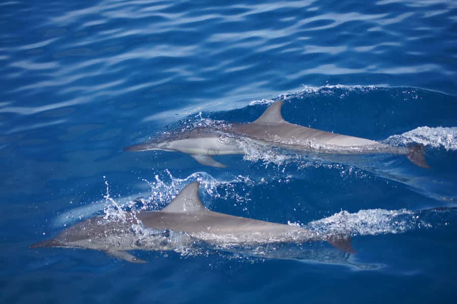 Mauritius: Private Swim with Dolphins - What the dolphin encounter is really like