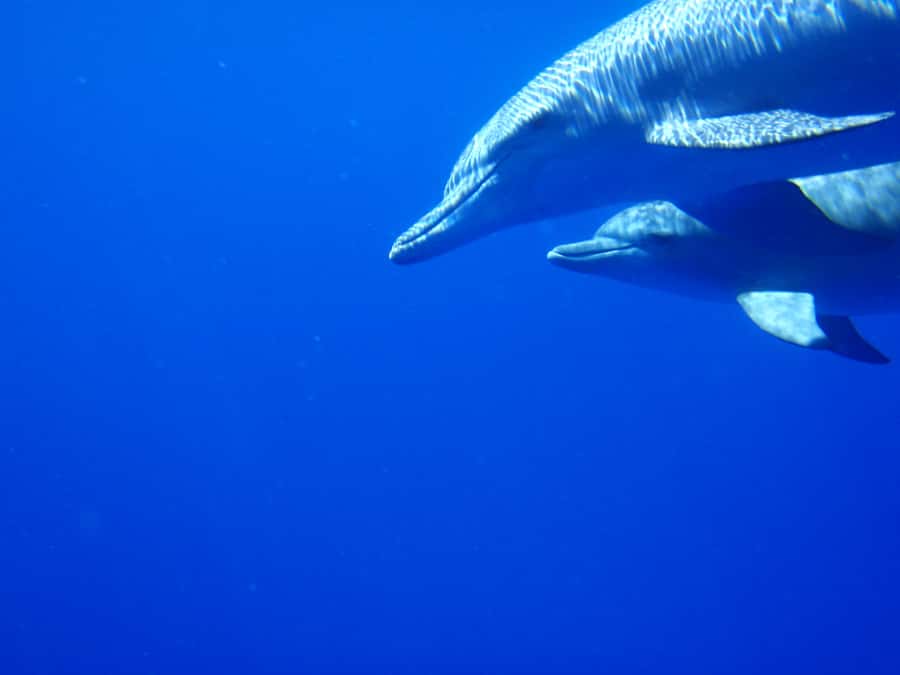 Mauritius: Private Swim with Dolphins - The private boat and the crowded-water problem
